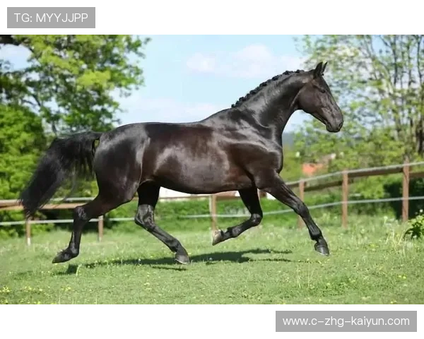 荷兰马术协会建立马术运动伤害预防中心,保障运动员安全。,荷兰 马术 荷兰马术协会建立马术运动伤害预防中心,保障运动员安全。,荷兰 马术